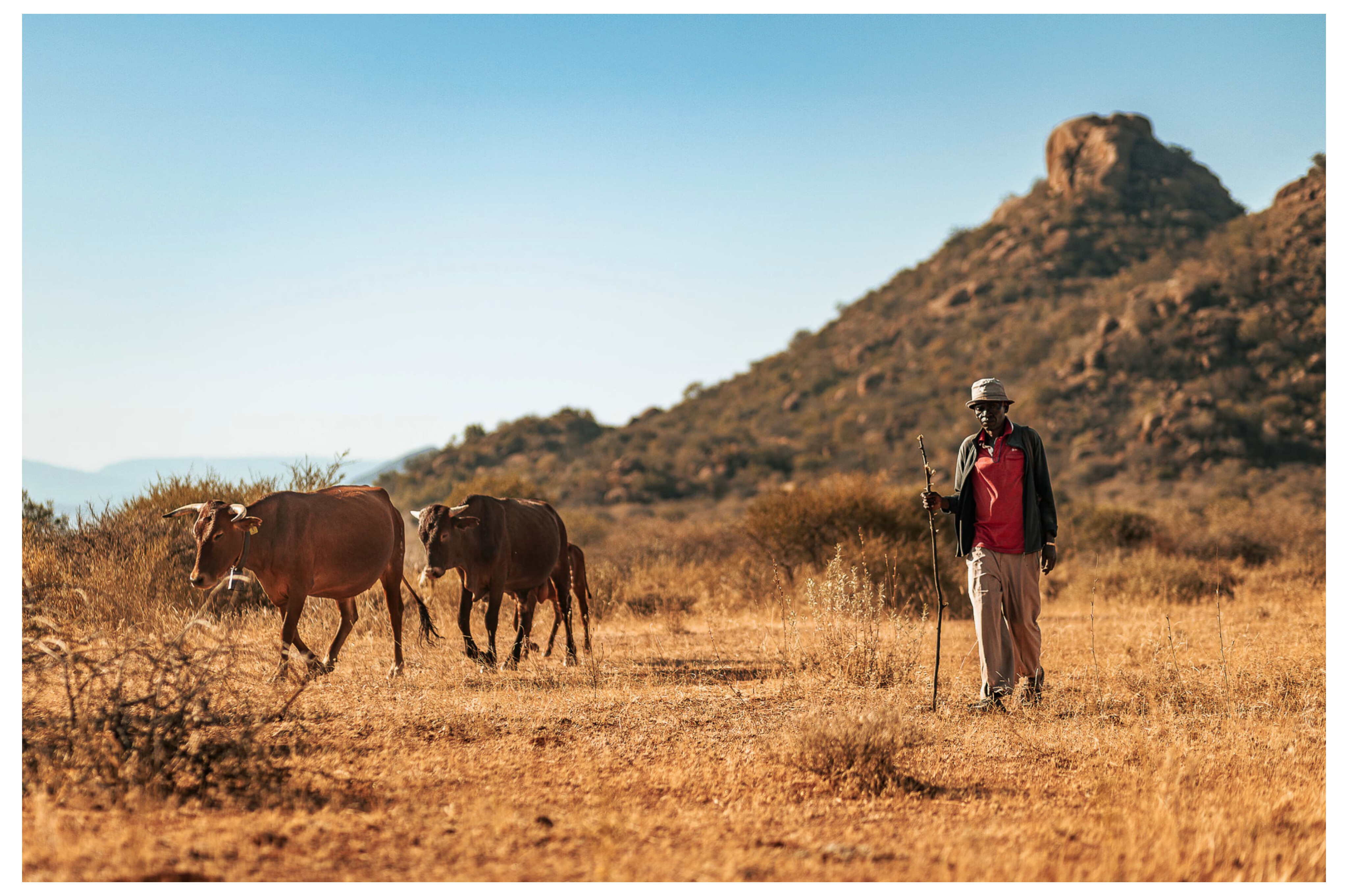 Modishi Wa Lebowa — a herdsman walking with his cattle in Limpopo
